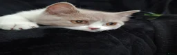 British Shorthair cats for sale: Female British short hair  - Advert 2