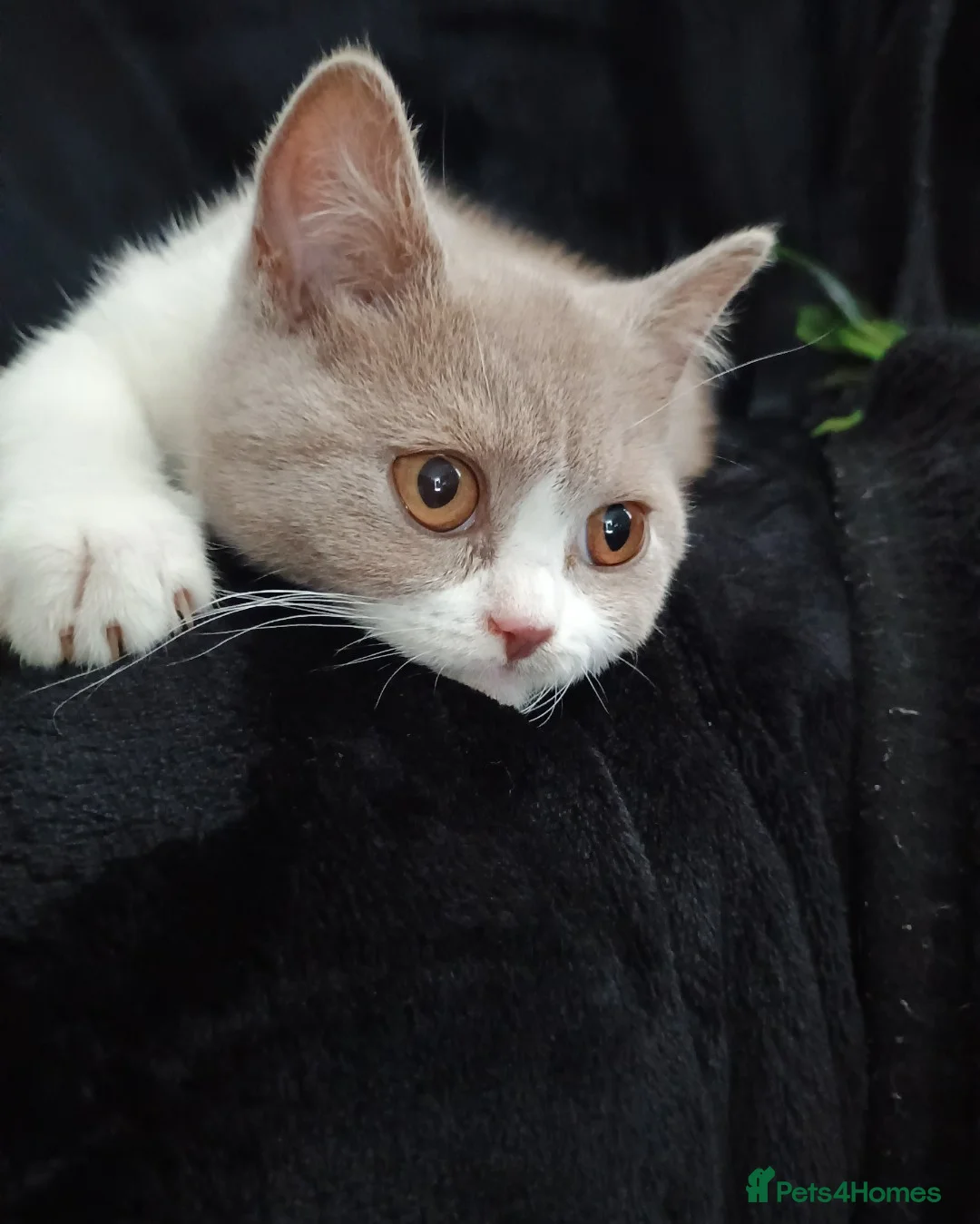 British Shorthair cats for sale: Female British short hair  - Advert 2