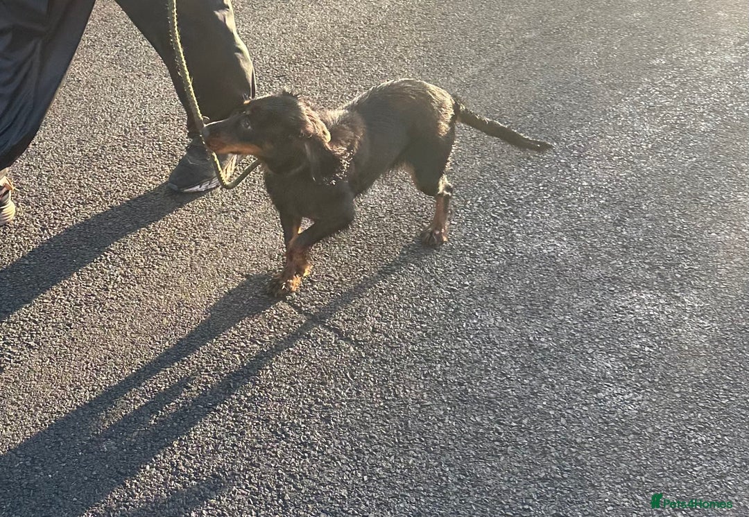 Cocker Spaniel dogs for sale: Kc reg 1 year old cocker spaniel  - Advert 9