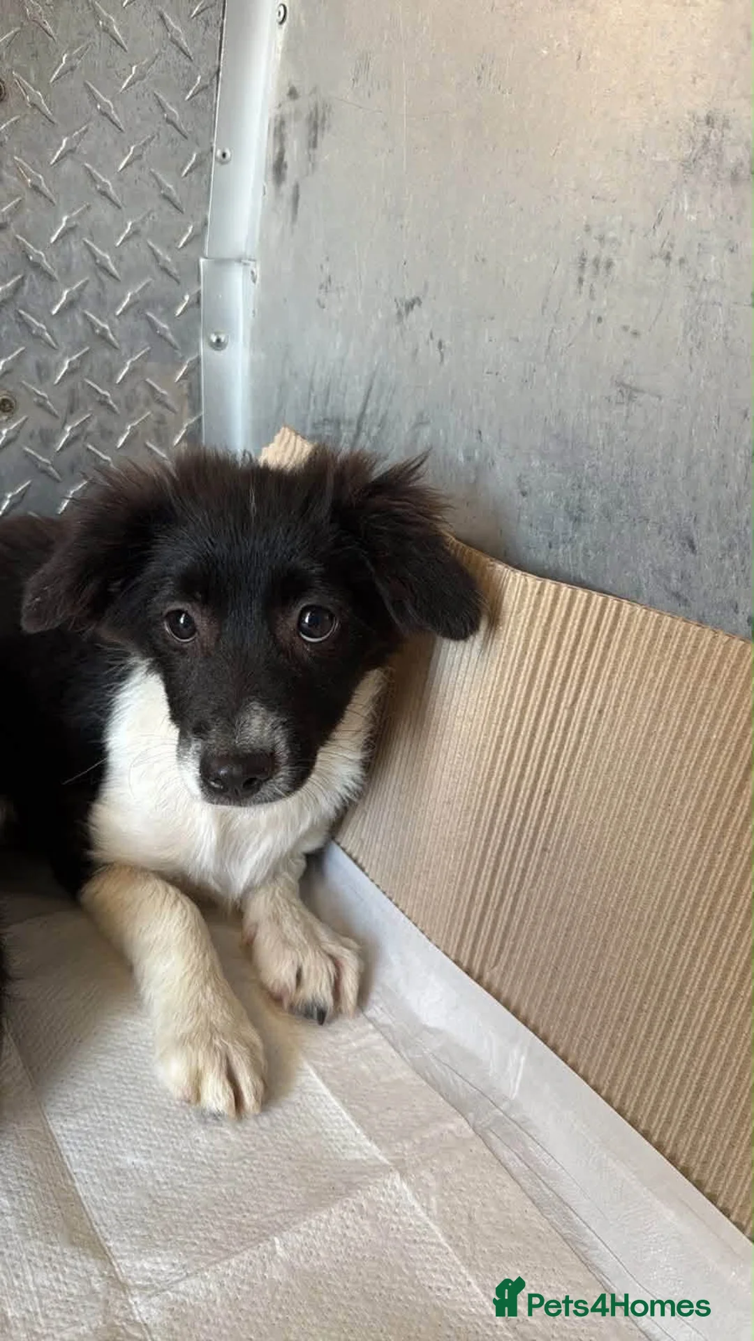 Mixed Breed dogs for adoption: Lovely Lilo - Advert 4