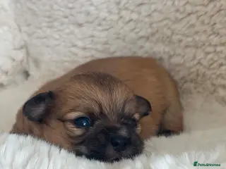 Chihuahua dogs Chihuahua Puppies - Advert 3