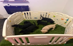 Labrador Retriever dogs for sale: Labrador Puppies available  - Image 1