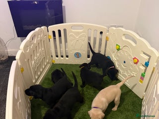 Labrador Retriever dogs - Advert 9