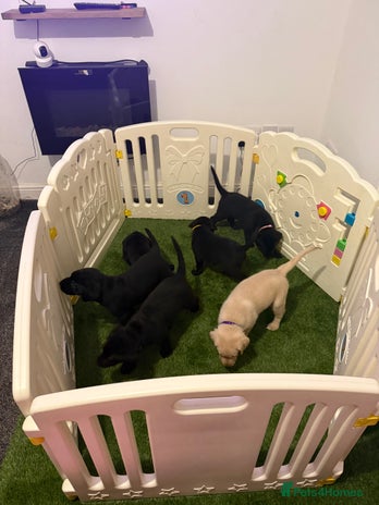 Labrador Retriever dogs - Advert 8