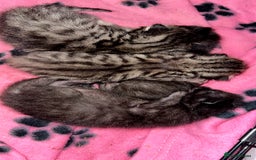 Mixed Breed cats for sale: 4 balls of fur babies looking for ever homes  - Advert 7