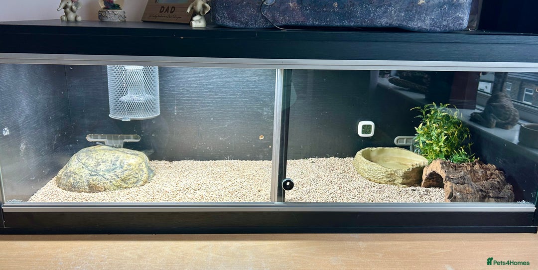 Bearded Dragon reptiles for sale: Gorgeous Bearded Dragon & Full Set Up - Image 5