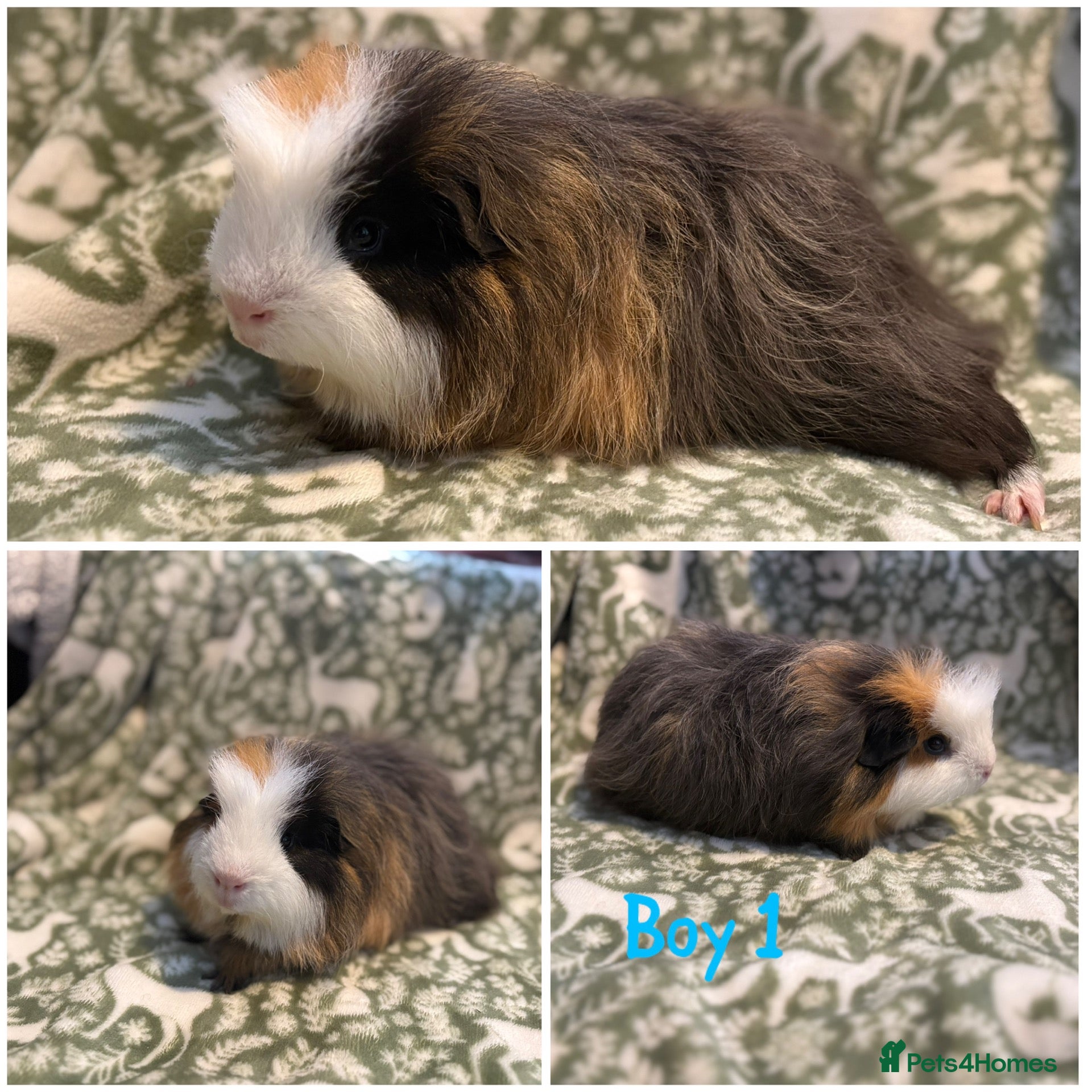 Guinea Pig rodents Male Guniea pigs  - Advert 1