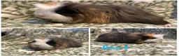 Guinea Pig rodents for sale: Male Guniea pigs  - Advert 1