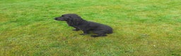 Cocker Spaniel dogs for stud: Working Black Cocker for Stud in Beverley - Advert 4