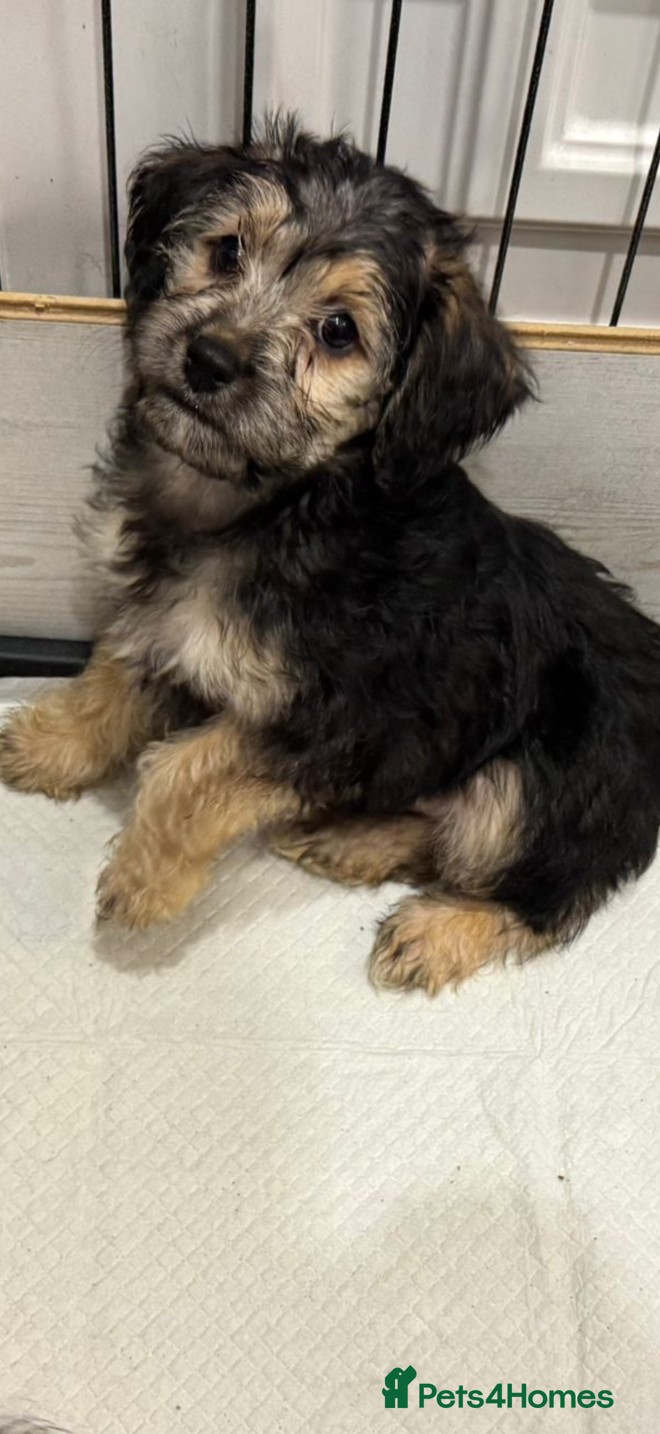 Mixed Breed dogs Beautiful Shihtzu cockerpoo shihpoo girl  - Advert 1