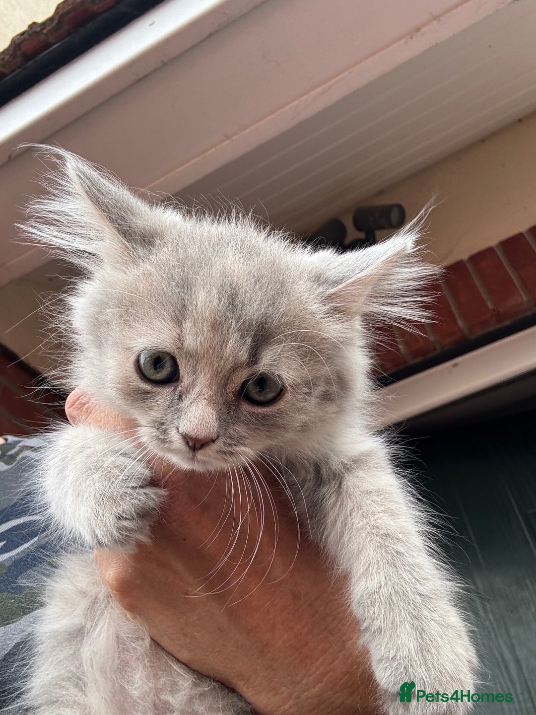 Mixed Breed cats for sale: Persian cross Ragdoll kittens real stunners - Image 14