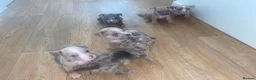 American Bully dogs for sale: 4 pups left ready to leave now - Advert 4