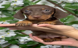 Miniature Dachshund dogs for sale: 🐾𝕊𝕞𝕠𝕠𝕥𝕙 𝕙𝕒𝕚𝕣𝕖𝕕 𝕡𝕦𝕡𝕡𝕚𝕖𝕤🐾 - Image 16