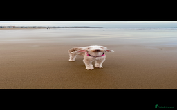 Bedlington Terrier dogs for sale: Pure Bedlington terrier puppy’s for sale £1500 - Image 7