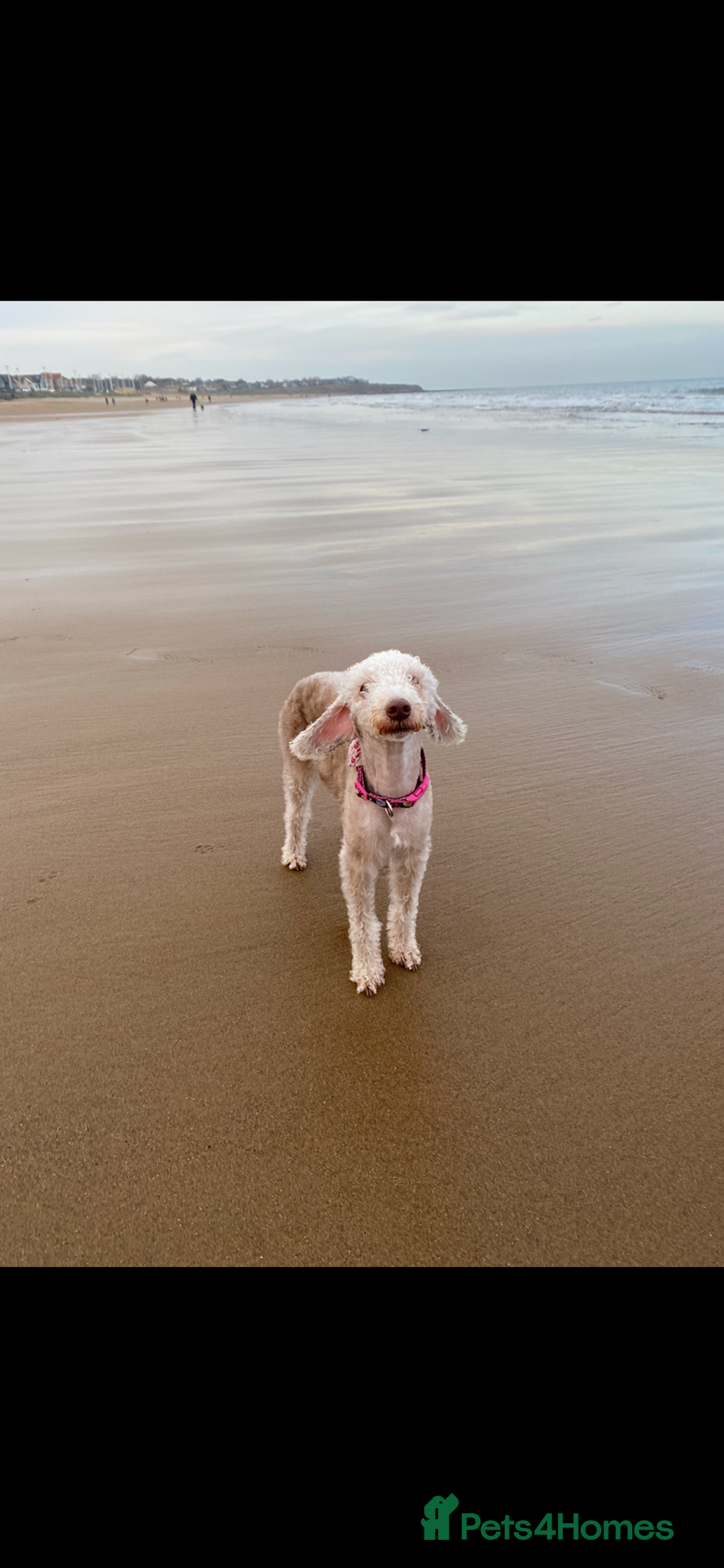Bedlington Terrier dogs for sale: Pure Bedlington terrier puppy’s for sale £1500 - Image 7