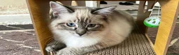 Ragdoll cats for sale: 5 month old ragdoll  - Advert 3