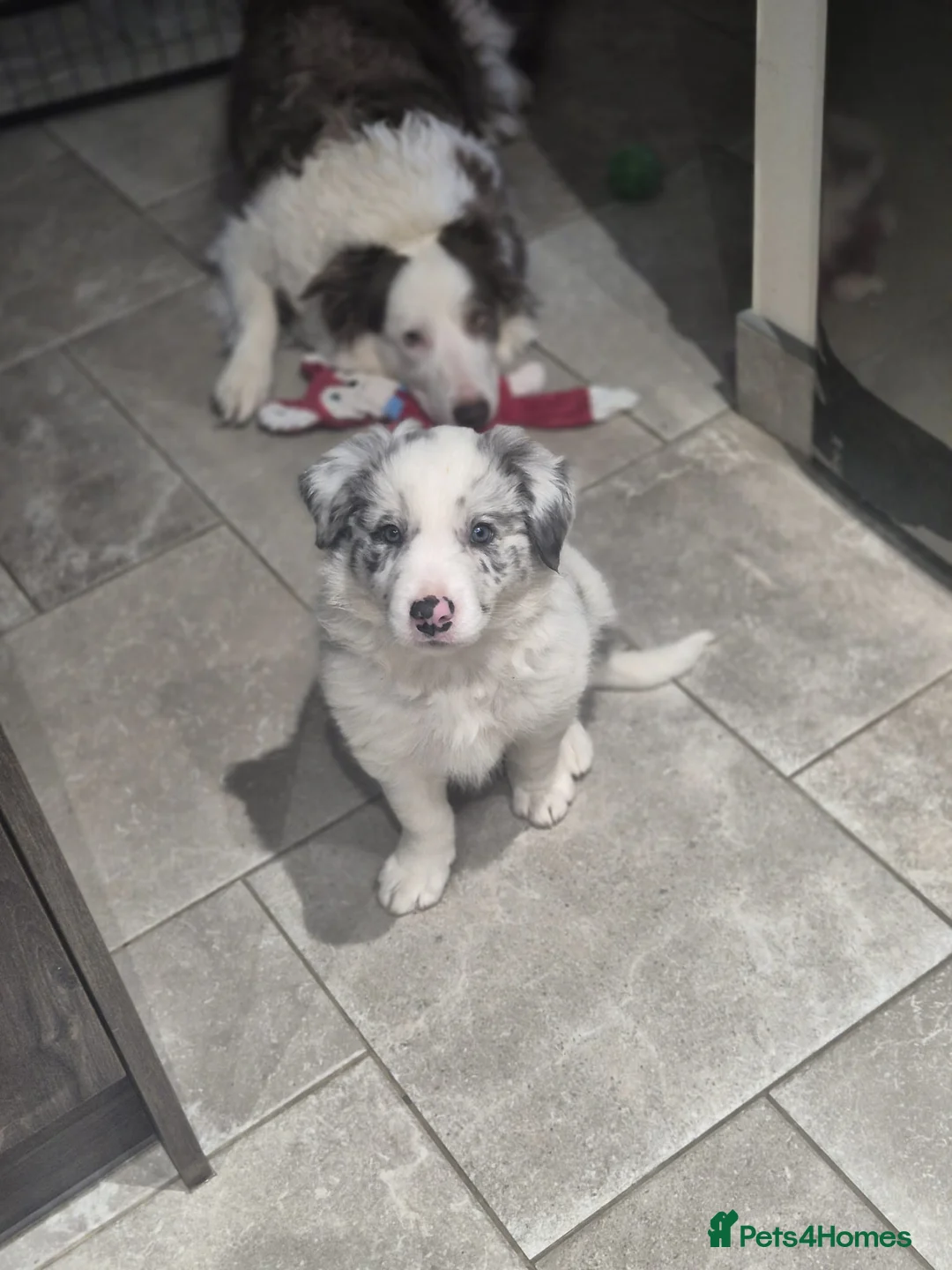 Border Collie dogs for sale: Beautiful merle border collie male in Halifax - Advert 7