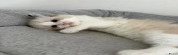 Ragdoll cats for sale: Gorgeous ragdoll kittens!  - Advert 6