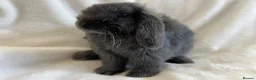 Mini Lop rabbits for sale: Mini Lops Ready Now  - Advert 3