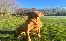 Labrador Retriever dogs for sale: KC Fox Red Labrador puppies - Image 17