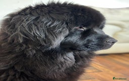 Newfoundland dogs for sale: Beautiful girl for rehoming  - Image 1
