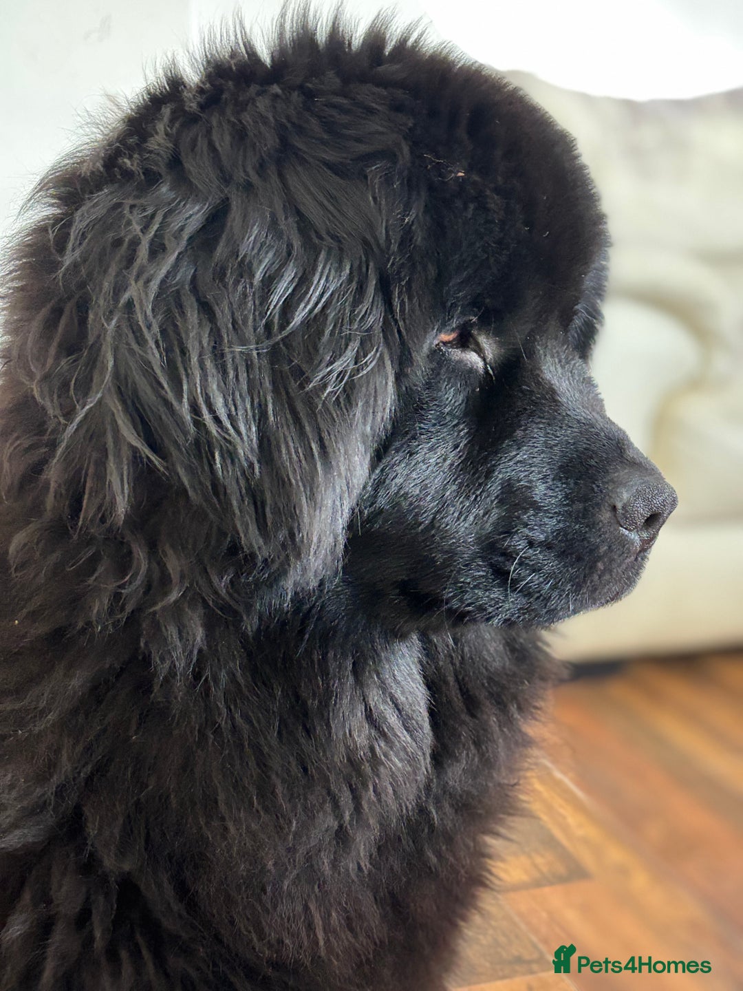 Newfoundland dogs for sale: Beautiful girl for rehoming  - Image 1