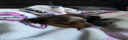 Dachshund dogs for sale: Beautiful littler of pedigree mini Dachshunds  - Advert 4