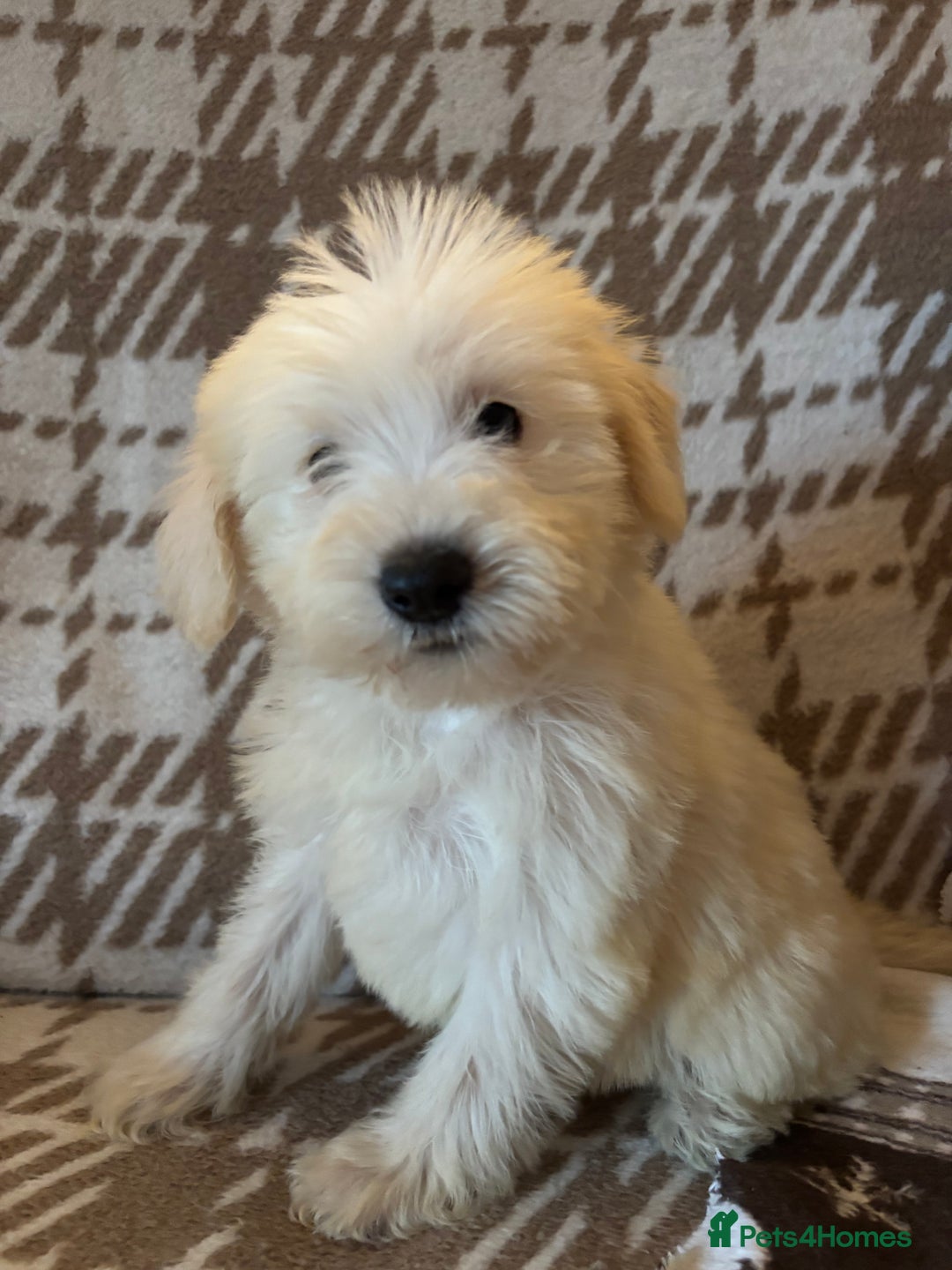 Schnoodle dogs for sale: Truly gorgeous F1 Schnoodle Puppies  - Advert 14