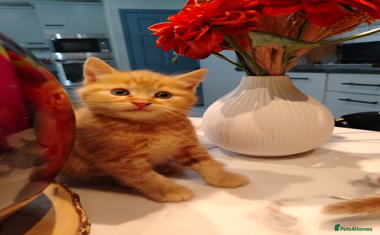 British Shorthair cats - Advert 2