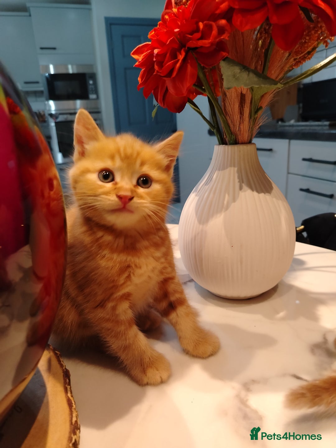 British Shorthair cats for sale: Cuddly Ginger Kitten Waiting for You 🐾 - Image 1