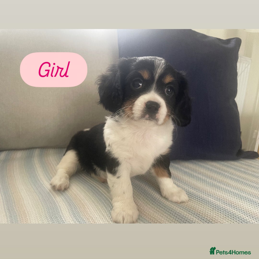 Cavachon dogs for sale: Cavachon puppies  - Image 2