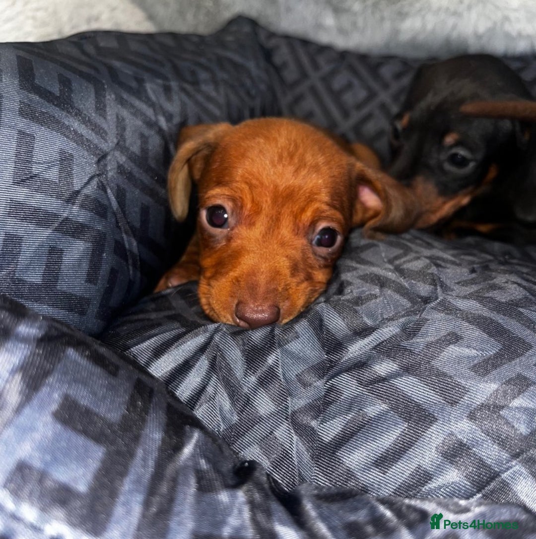 Miniature Dachshund dogs for sale: Miniature dachshund  - Image 5