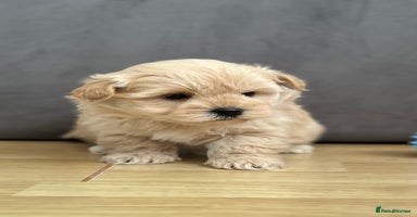 West Highland Terrier dogs Beautiful westiepoo puppies  - Advert 3