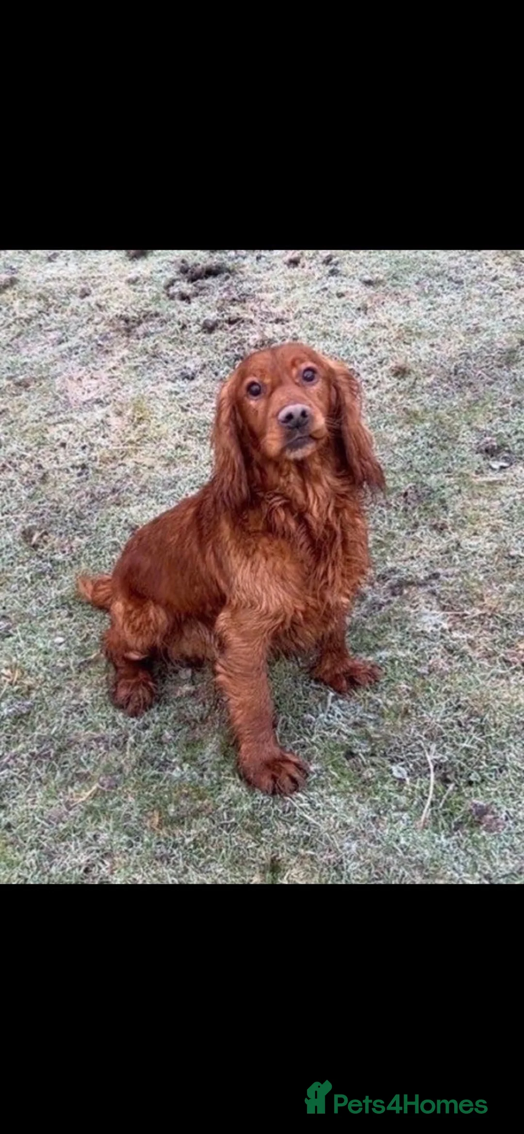 Cocker Spaniel dogs for sale: Stunning unique kc working cocker spaniel puppies  - Advert 19