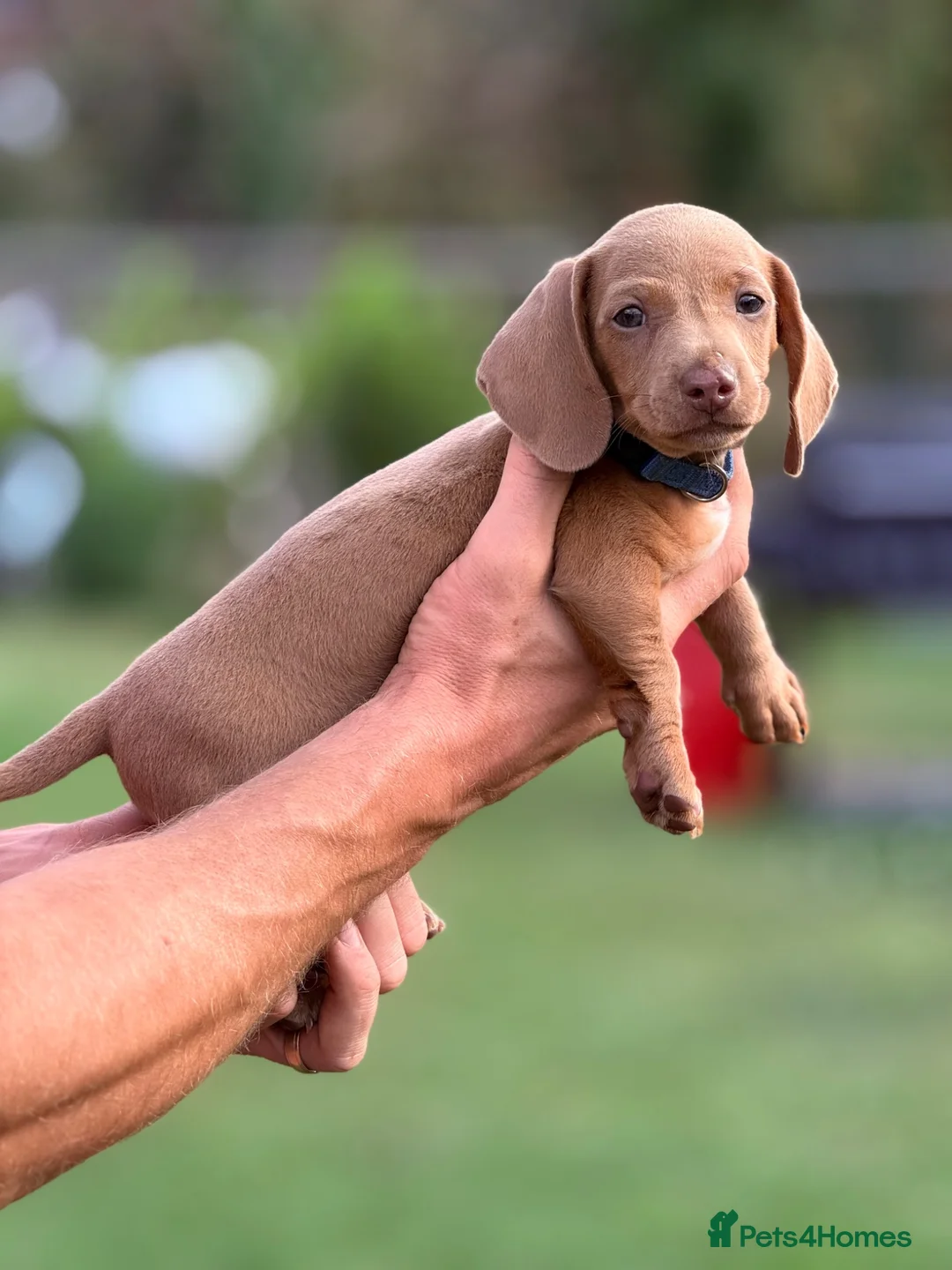 Miniature Dachshund dogs for sale: Gorgeous miniature dachshund boys ready to go  - Advert 2