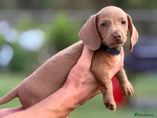 Miniature Dachshund dogs Gorgeous miniature dachshund boys ready to go - Advert 4