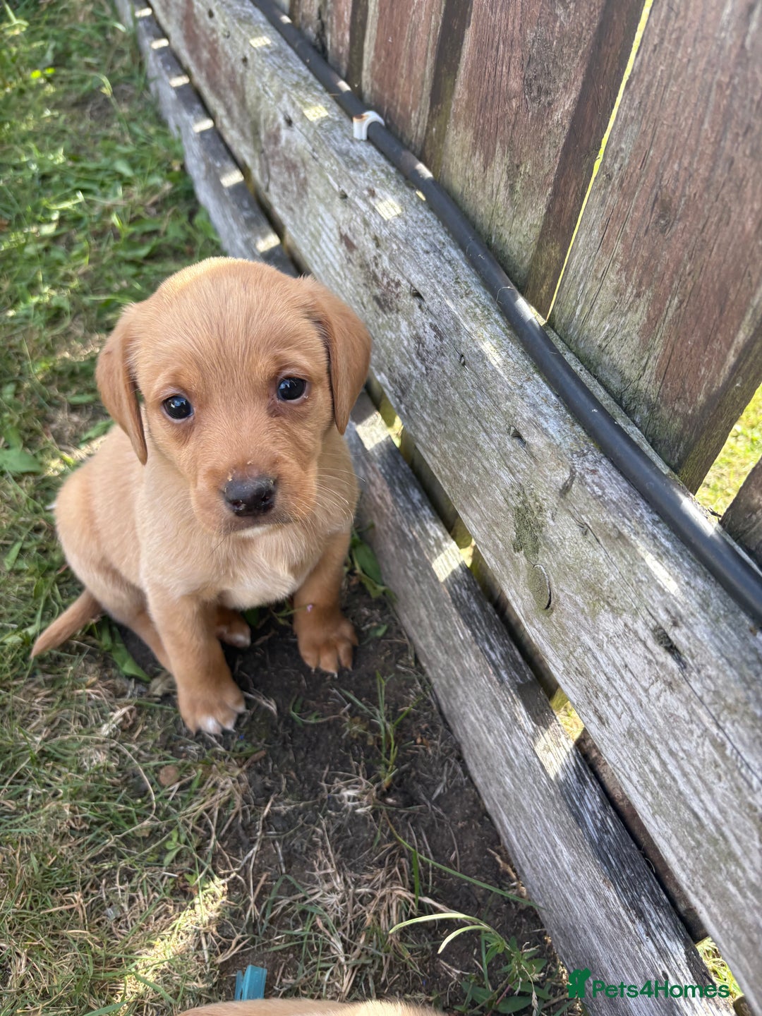 Labrador Retriever dogs for sale: Labrador puppies - Image 8