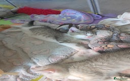 British Shorthair cats for sale: *REDUCED* 4 BRITISH SHORTHAIR KITTENS READY TO GO - Image 17