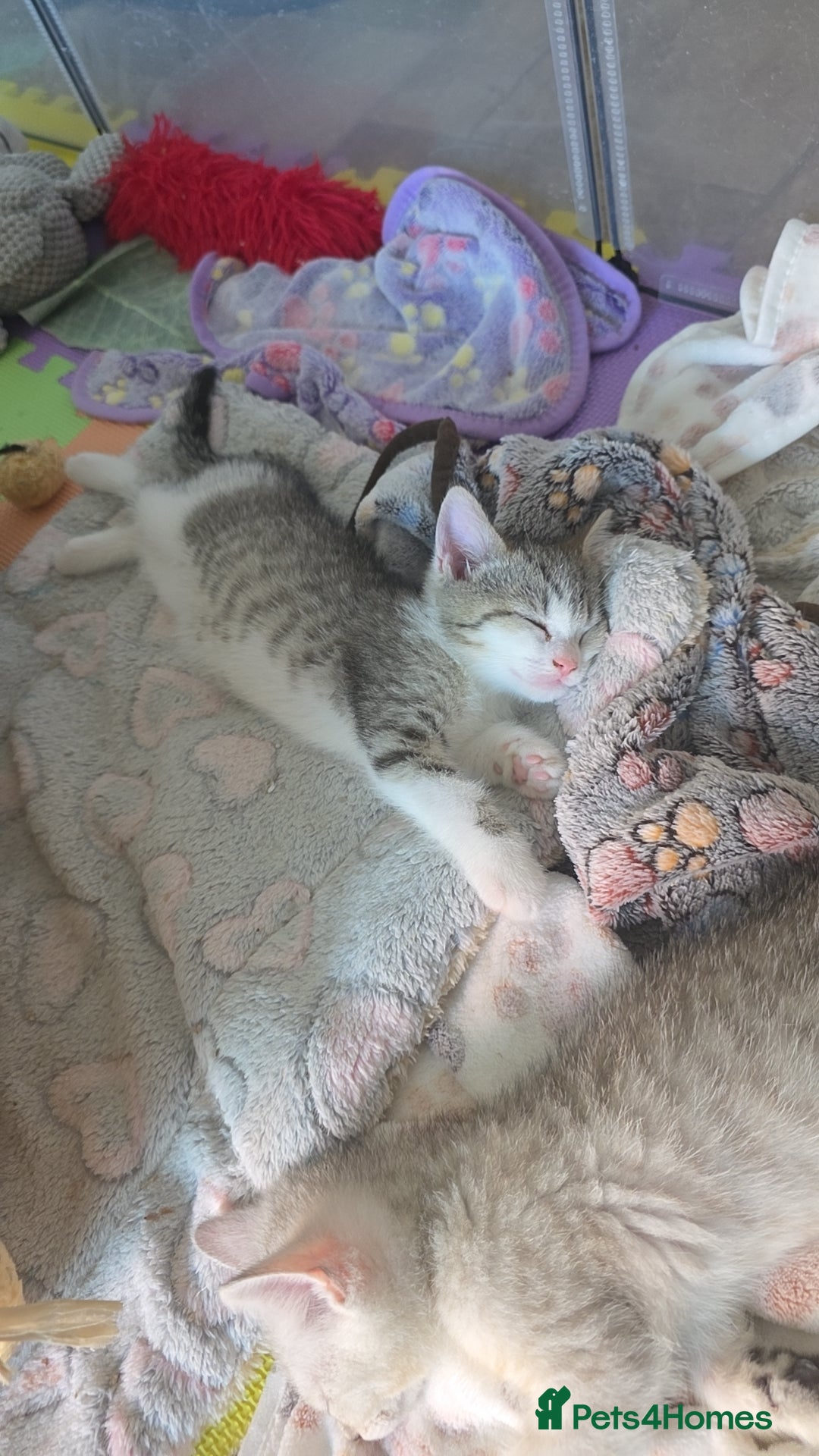 British Shorthair cats for sale: *REDUCED* 4 BRITISH SHORTHAIR KITTENS READY TO GO - Image 17