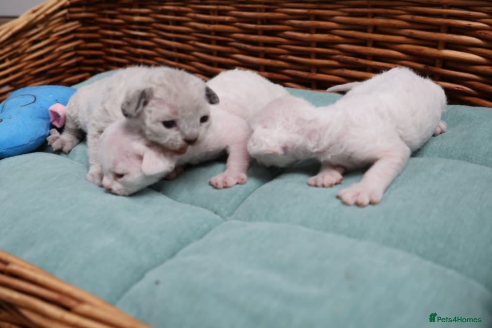 Devon Rex cats Pedigree Devon Rex Kittens - Advert 3