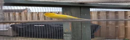 Canaries birds for sale: Stunning Canaries For Sale - Advert 4