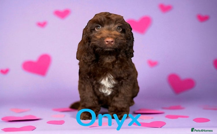 Cockapoo dogs - Advert 4