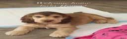 Cocker Spaniel dogs for sale: 🤍 KC Show Cocker Spaniels 🤍 - Advert 23