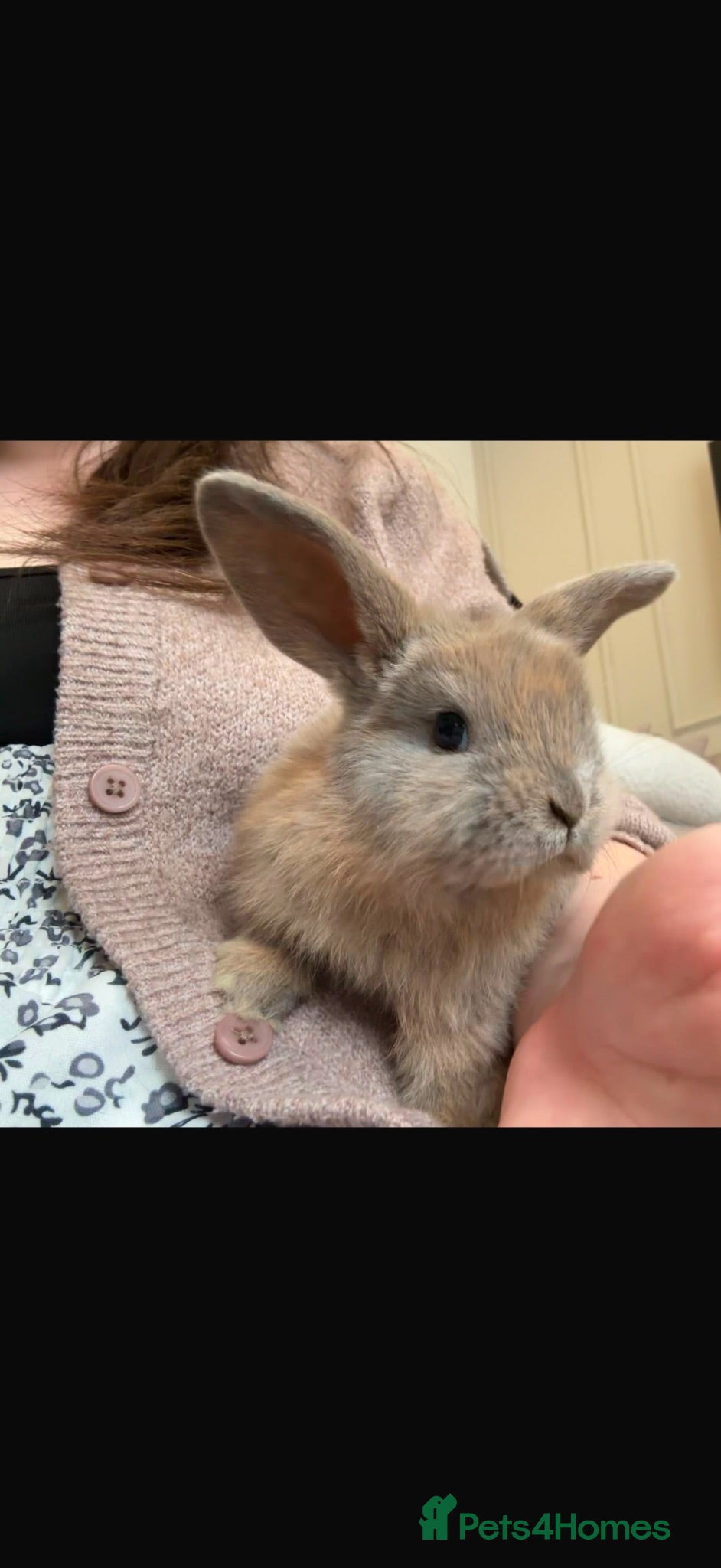 Mixed Breed rabbits Mini lop rabbits - 4 weeks  - Advert 2