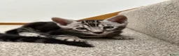 Bengal cats for sale: READY NOW ActiveTICA SilverCharcoal Bengal Kittens - Advert 20