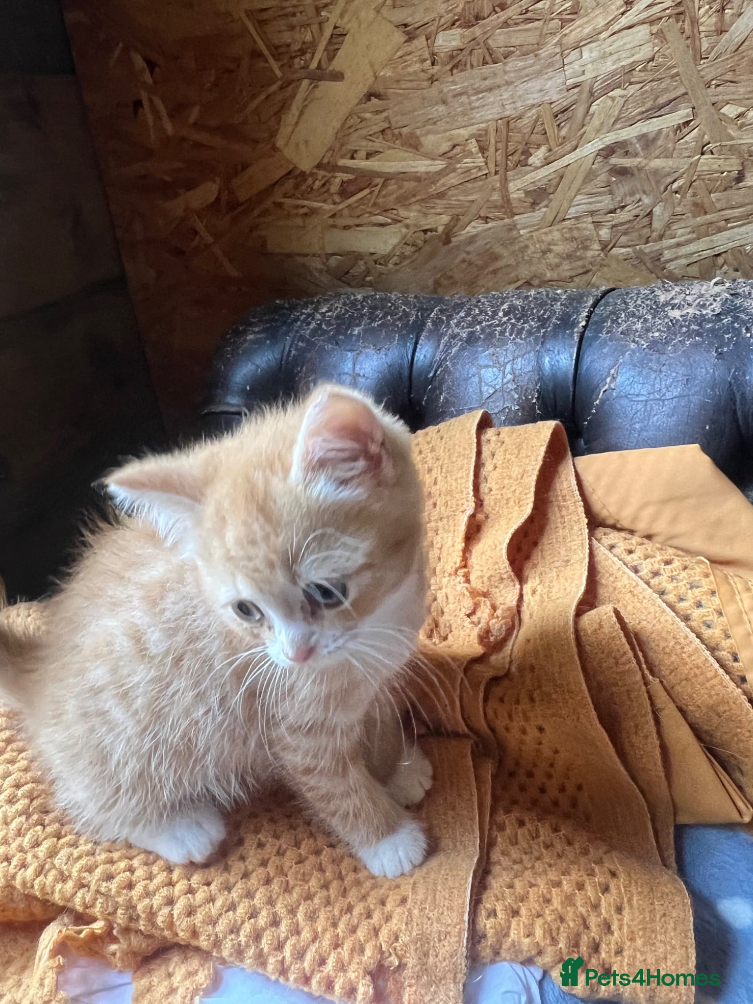 Persian cats Persian x British short haired  - Advert 2