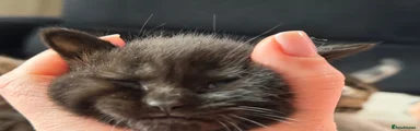 British Shorthair 1