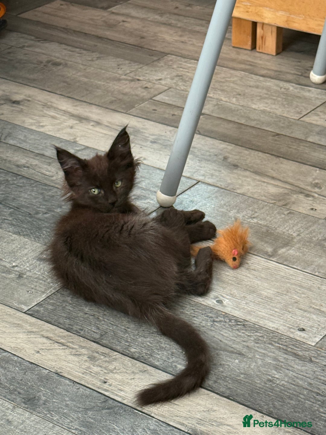 Maine Coon cats for sale: Three lovely Maine Coon babies - Advert 4