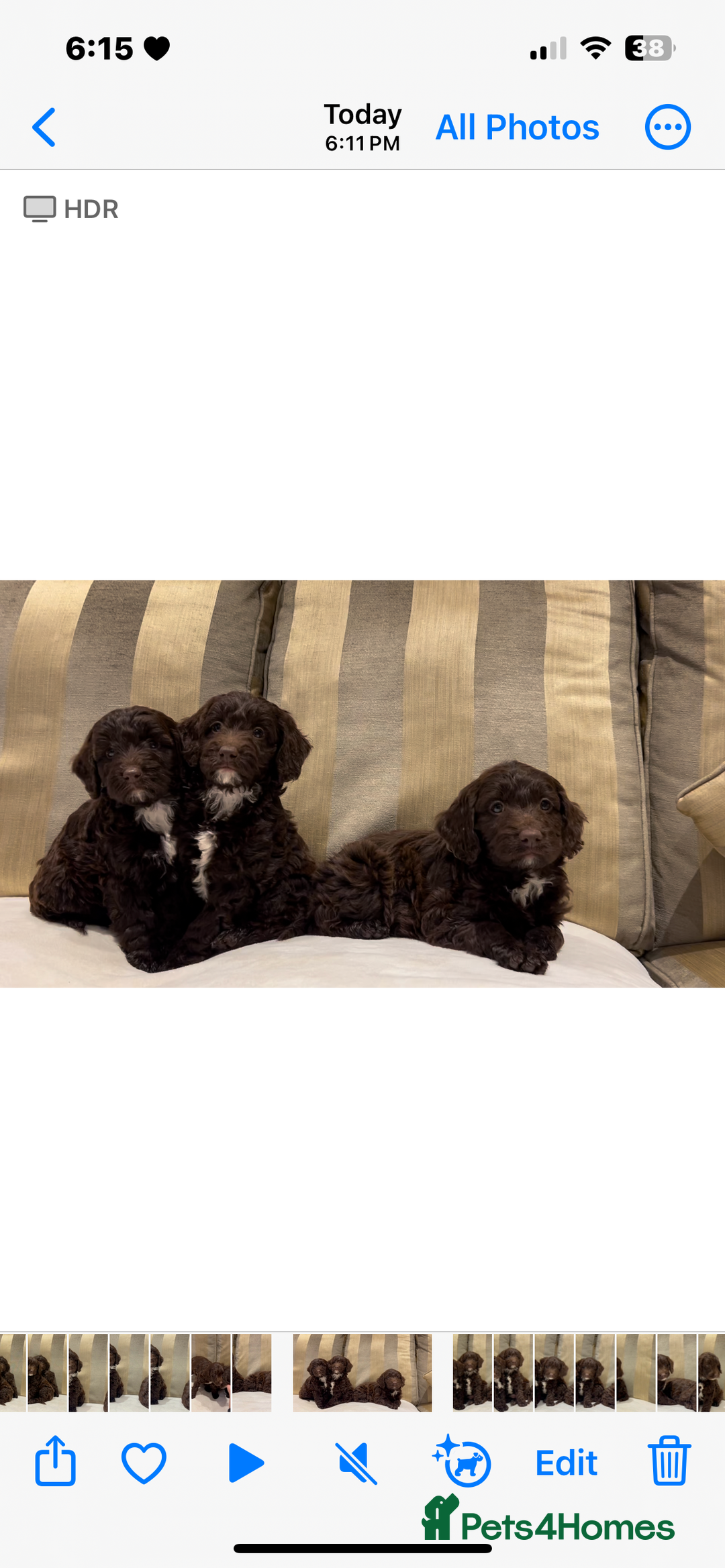 Cockapoo dogs for sale: Beautiful Cockapoo Puppies  - Image 3