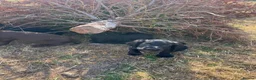 Cocker Spaniel dogs for sale: Elite FTCH Penwills Charlie of Winhocklin Puppies - Advert 5
